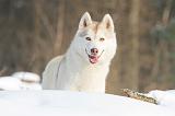 SIBERIAN HUSKY 182